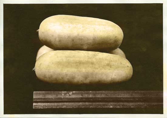 White Wonder Cucumbers make a delicious pickle.